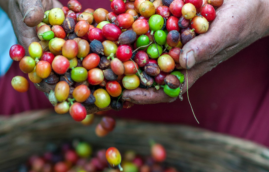 coffee beans - naturally processed